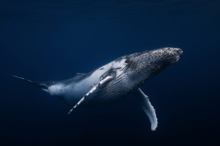 gabriel-barathieu-www.underwater-landscape.com-